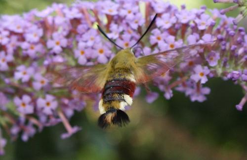 Hemaris fuciformis